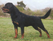 Rottweiler Breeding