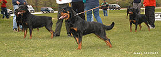 Rottweiler Breeding